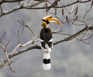 Bhutan’s Avian Odyssey – 12 Nights & 13 Days