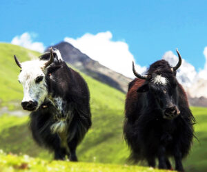 Bumthang Owl Trek – 11 Nights & 12 Days