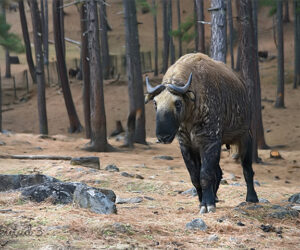 Divine Bhutan Exploration – 7 Nights & 8 Days