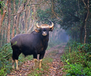 Dooars Adventure – 3 Nights & 4 Days