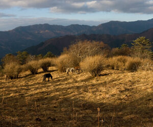 Samtengang Winter Trek – 9 Nights & 10 Days