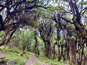 Longtey to Kumbu Village Hike (Phobjikha Valley)